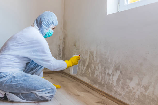 Licensed Basement Mold Remediation service in New Hill, NC - Mold Remediation HQ