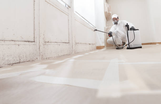 24/7 Emergency Basement Mold Remediation experts in New Hill, NC