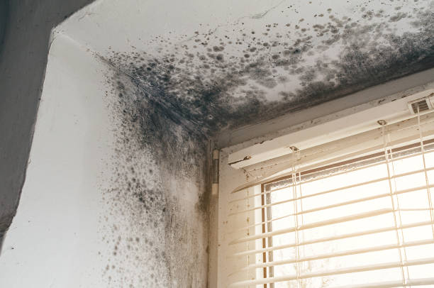 Affordable Basement Mold Remediation solutions in New Hill, NC